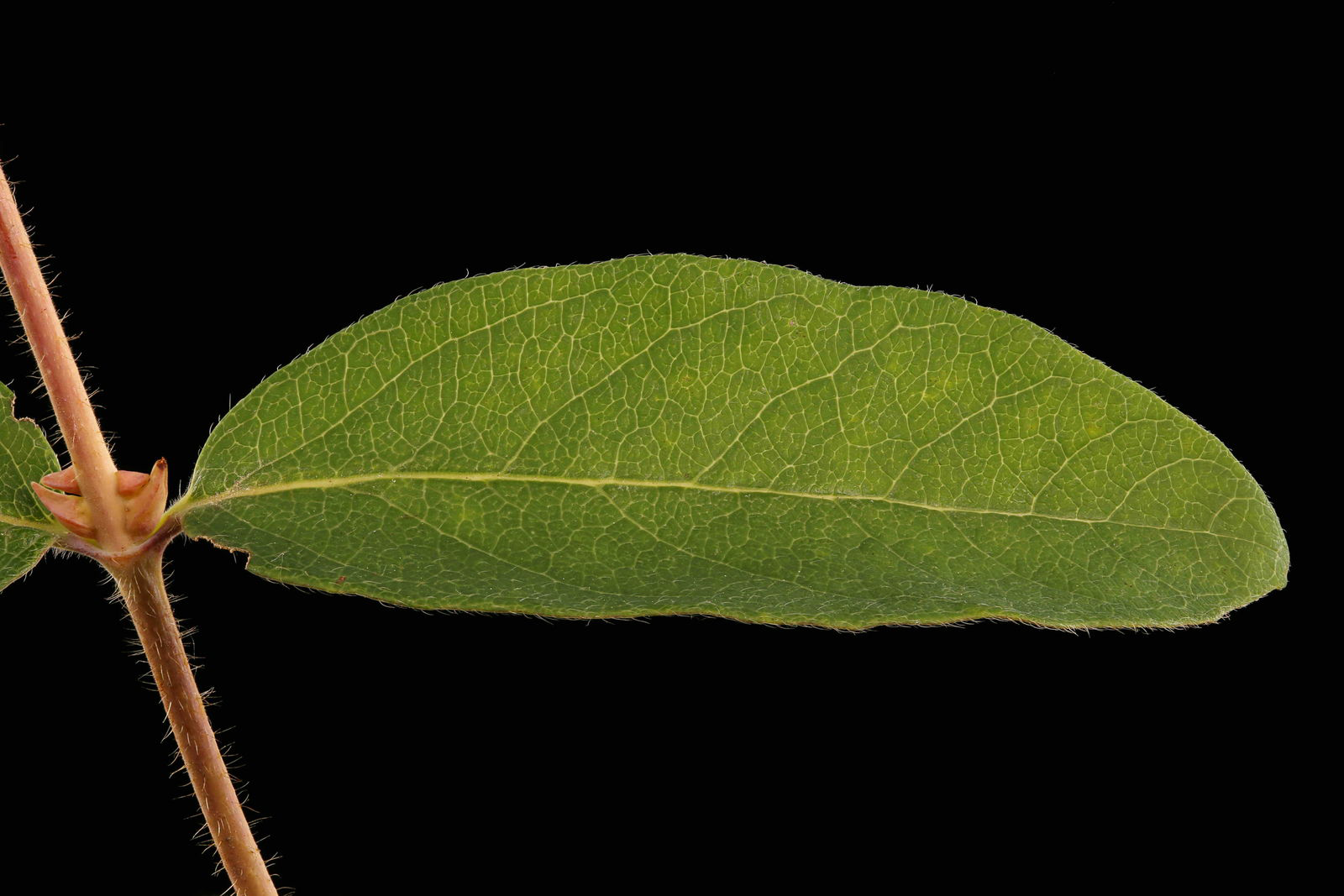 Leaf-of-Haskap-Berry