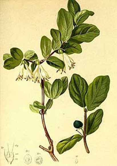 Plant-Illustration-of-Haskap-Berry