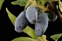 Closer-view-of-fruit-of-Haskap-Berry