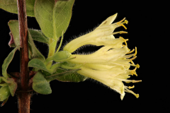 Flower-of-Haskap-Berry