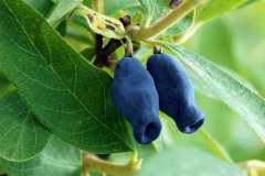 Fruits-of-Haskap-Berry