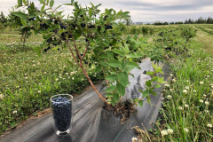 Haskap-Berry-Plant