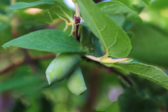 Immature-fruits-of-Haskap-Berry