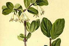 Plant-Illustration-of-Haskap-Berry