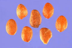 Seeds-of-Haskap-Berry