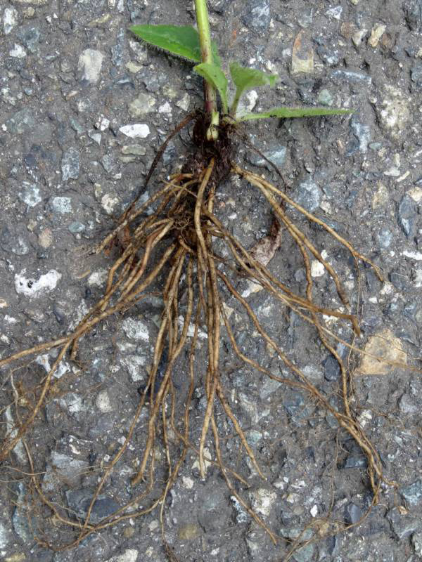 Root-of-Hawkweed-plant