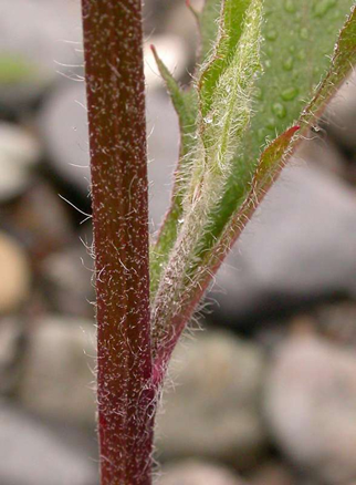 Stem-of-Hawkweed-plant