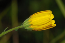 Flowering-Bud-of-Hawkweed