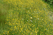 Hawkweed-Farming