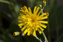 Hawkweed-Flower