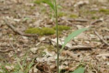 Hawkweed-plant