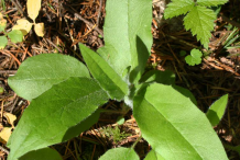 Leaf-of-Hawkweed