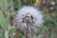 Mature-seed-head-of-Hawkweed