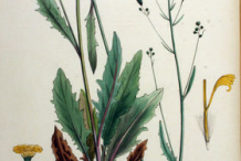 Plant-Illustration-of-Hawkweed