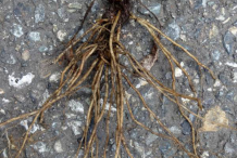 Root-of-Hawkweed-plant