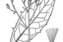 Sketch-of-Hawkweed-plant