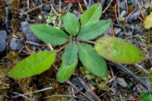 Small-Hawkweed-plants