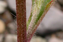 Stem-of-Hawkweed-plant