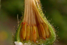 Unmature-seed-head-of-Hawkweed