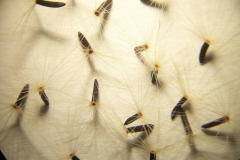 Seeds-of-Hawkweed