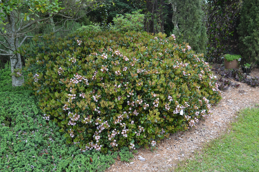 Hawthorn-bush