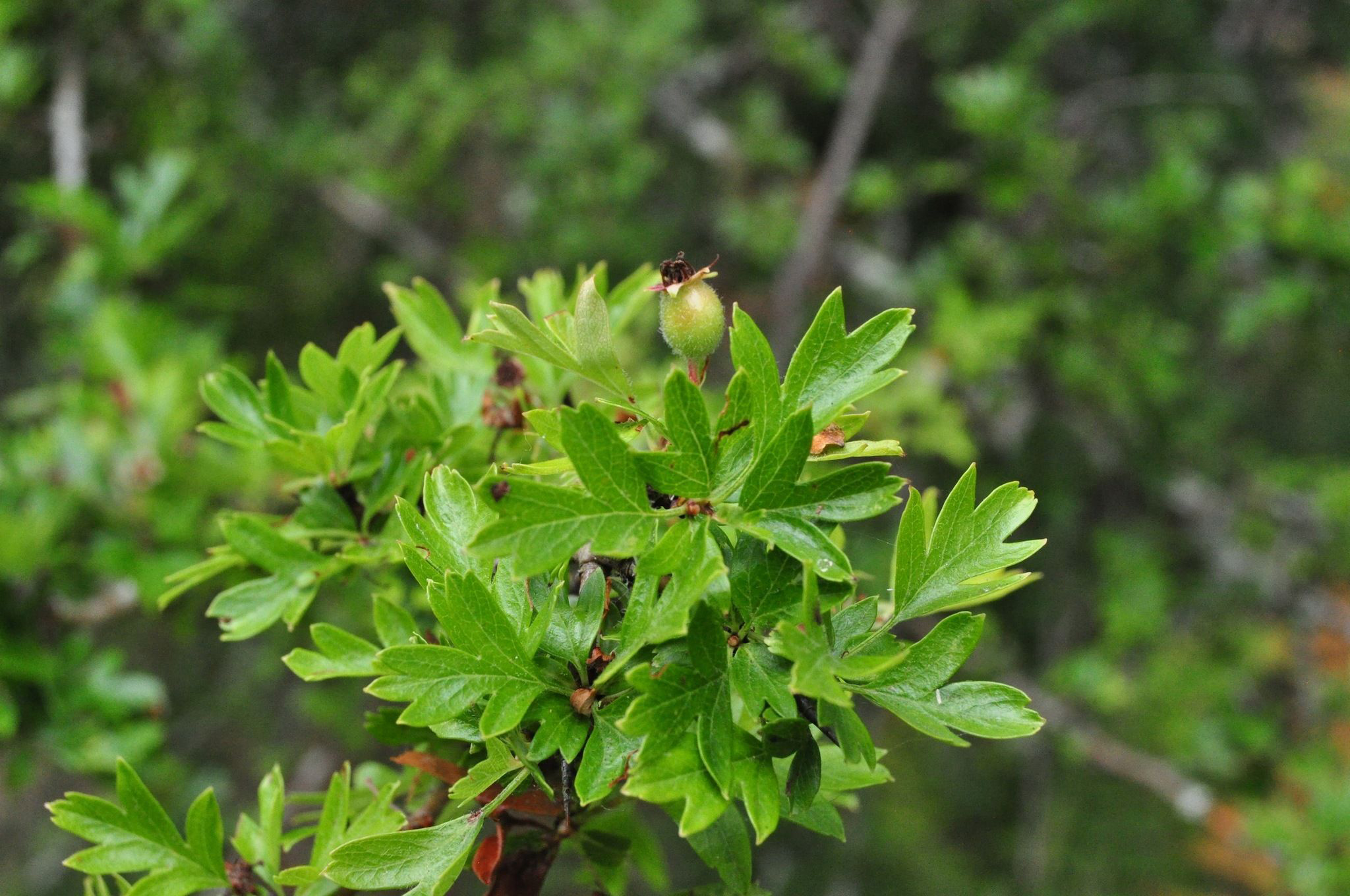Hawthorn-leaves