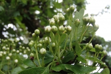 Flower-bud-of-Hawthorn