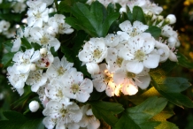 Flower-of-Hawthorn-berry