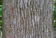 Hawthorn-bark