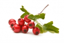 Hawthorn-berries