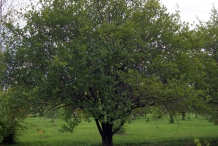 Hawthorn-berry-tree