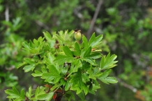 Hawthorn-leaves