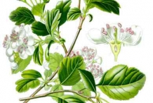 Illustration-of-Hawthorn-berry