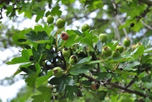 Unripe-fruit-of-Hawthorn