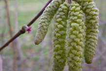 Close-up-flower-of-Hazelnuts