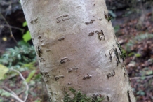 Hazelnuts-bark