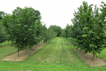 Hazelnuts-farm