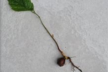 Hazelnuts-plant