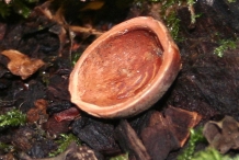 Hazelnuts-shell