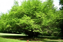 Hazelnuts-tree
