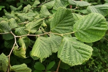 Leaves-of-Hazelnuts
