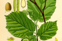 Plant-illustration-of-Hazelnuts