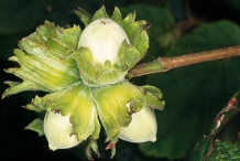 Unripe-close-up