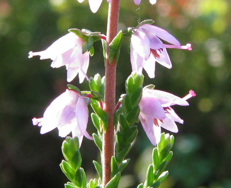 Closer-view-of-Flower-of-Heather