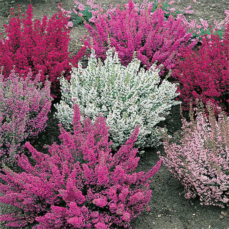 Facts About Heather Calluna Vulgaris Health Benefits Facts About Heather Calluna Vulgaris Health Benefits