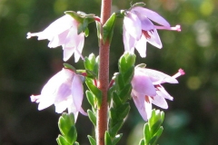 Closer-view-of-Flower-of-Heather