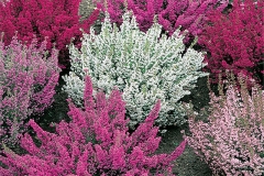 Different-varieties-of-Heather