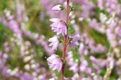Flowers-of-Heather