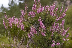 Heather-Plant