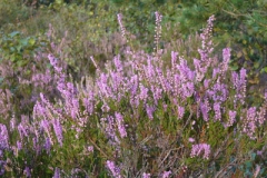 Heather-plant-growing-wild